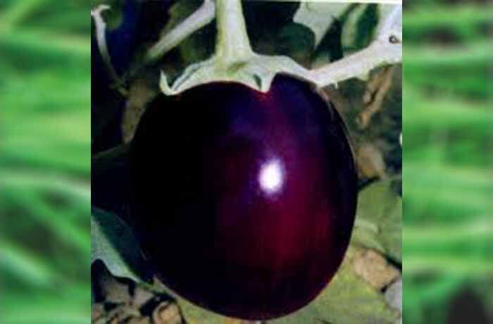 BRINJAL  SAMAG KRISHNA F1
